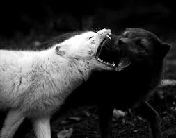 תמונת זאב שחור זאב לבן